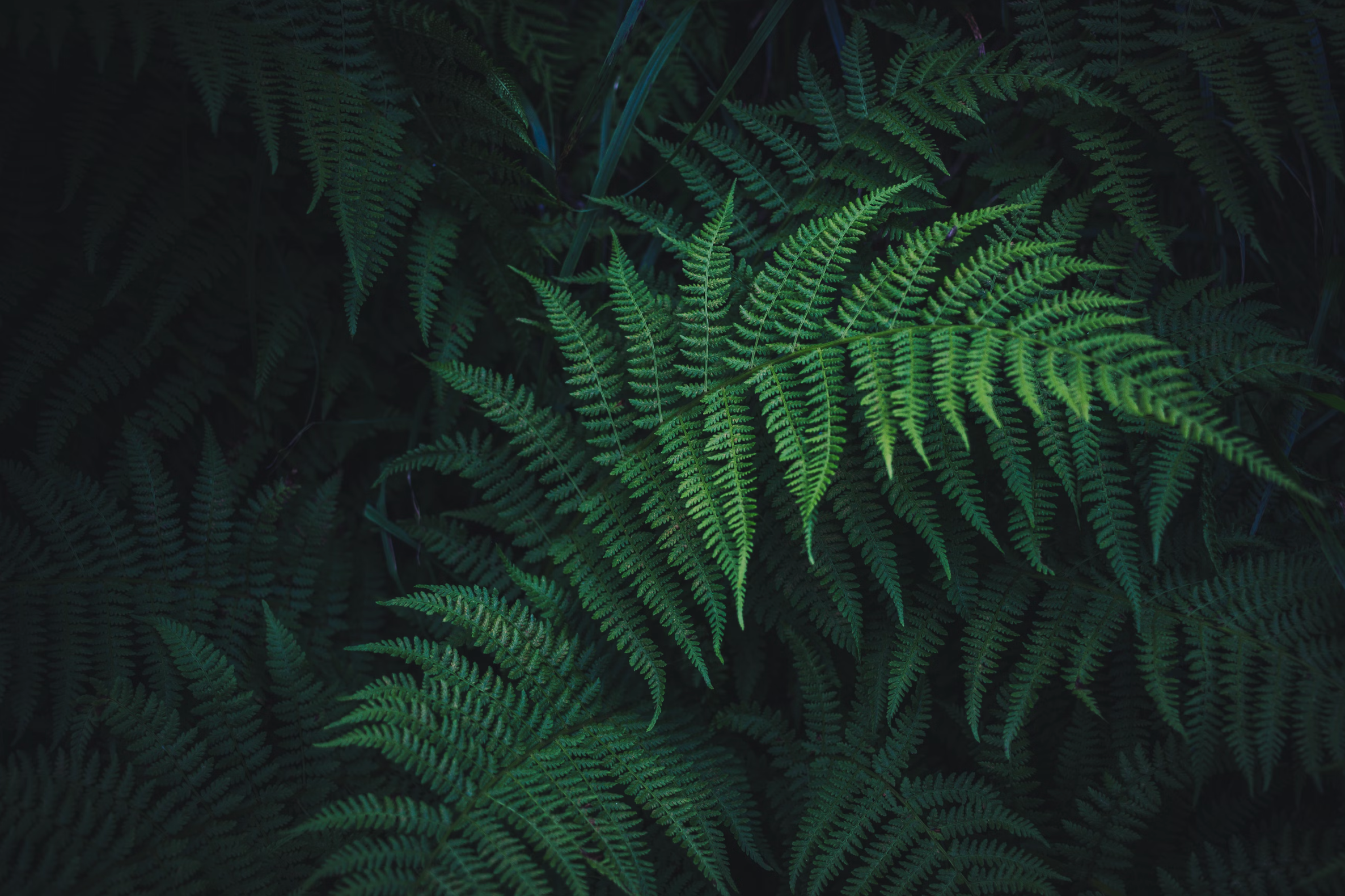 Mamaku Fern &amp; Seaweed
